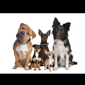 Meet your Posher, Missy